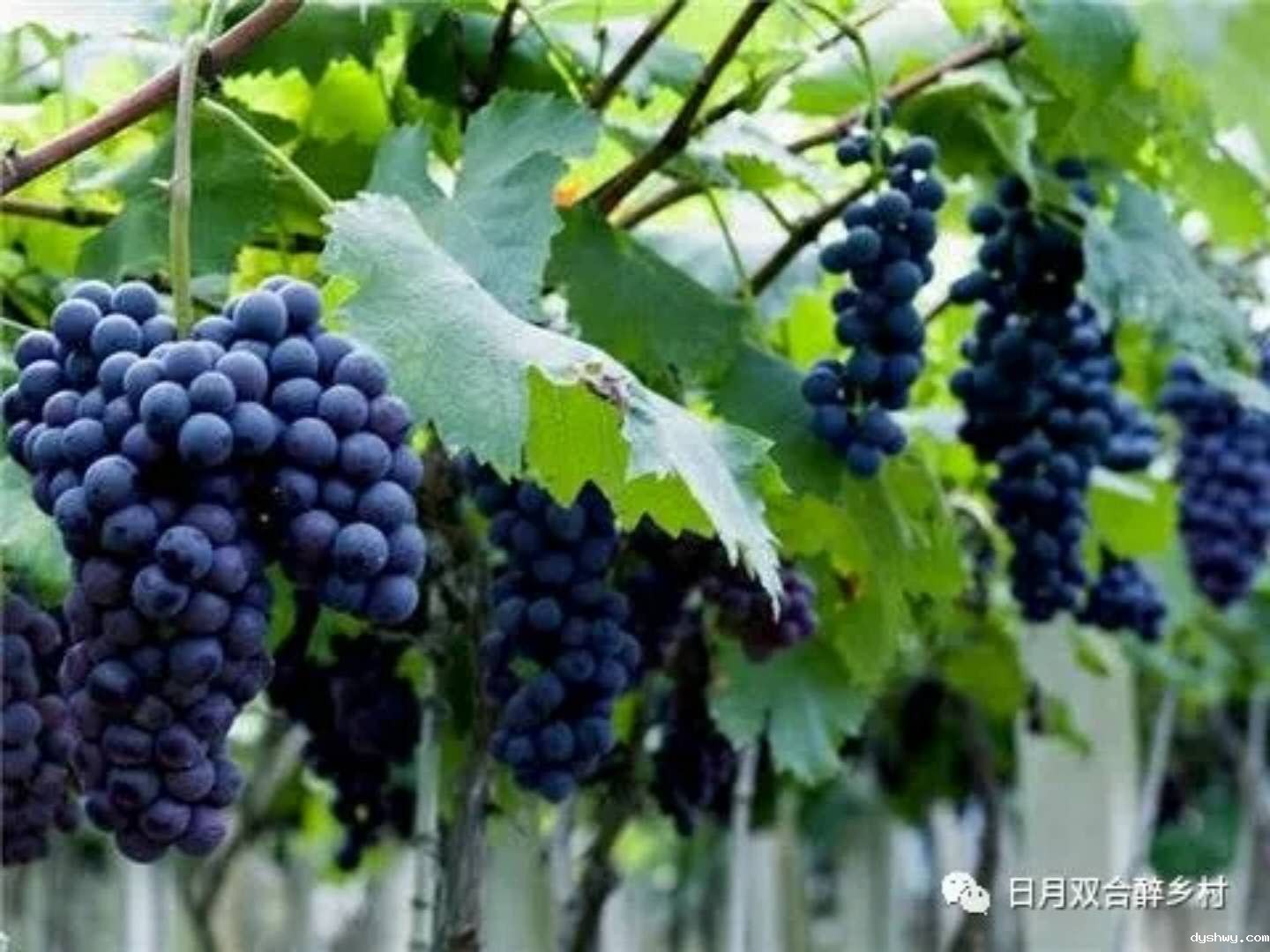 1526631982630114.jpg 1526631982630114.jpg